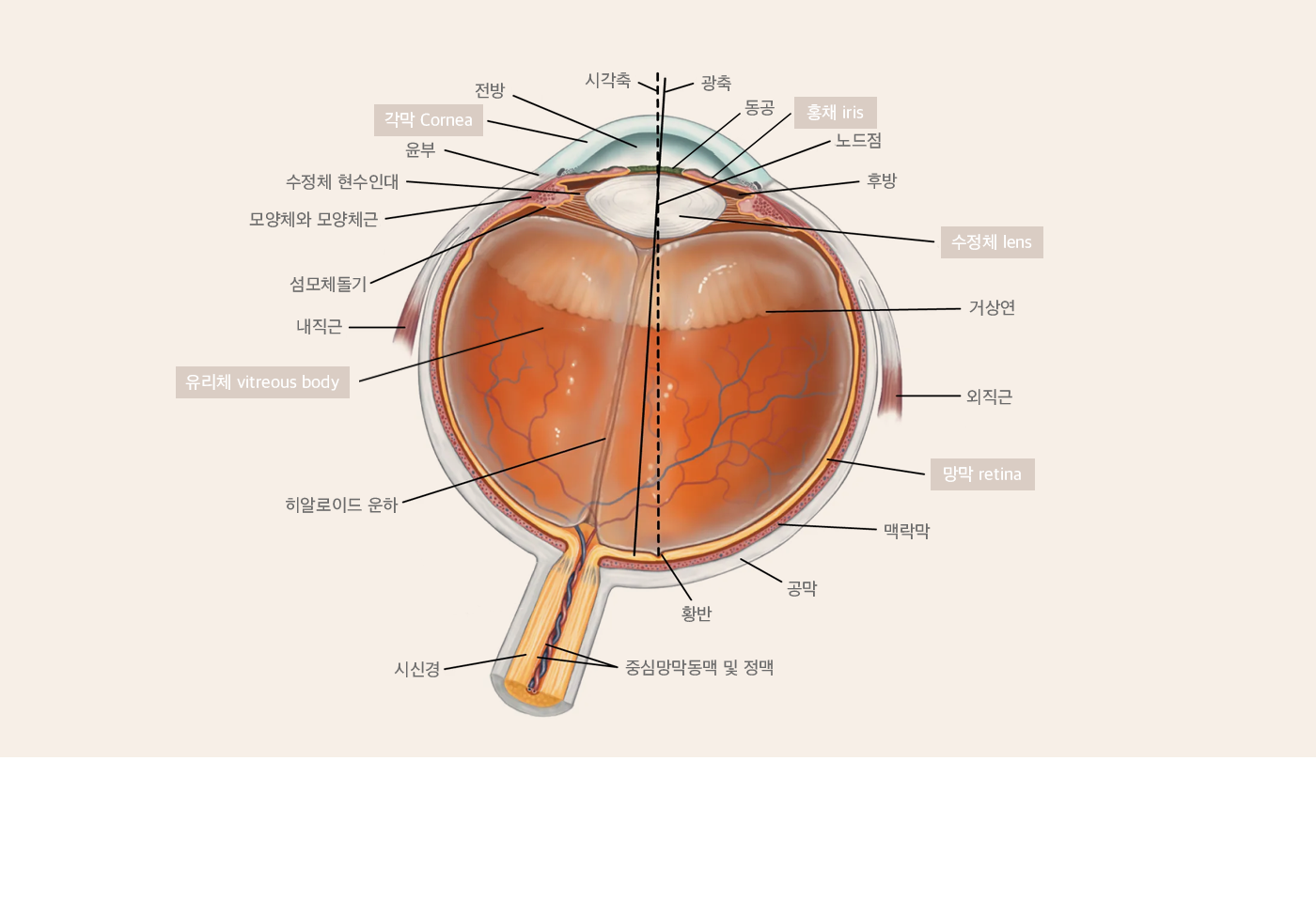 작지만 복잡한 눈구조, 정확한 이해를 통한 치료 노하우
